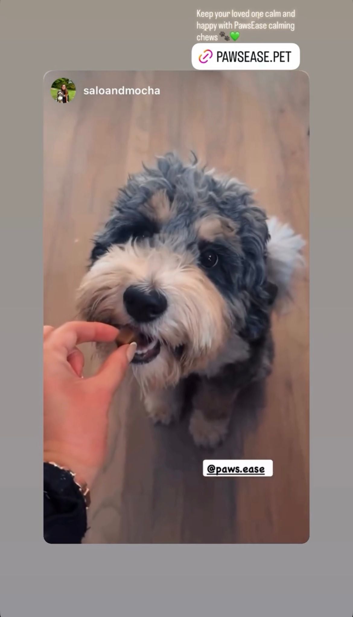 PawsEase™ Calming Support Chews